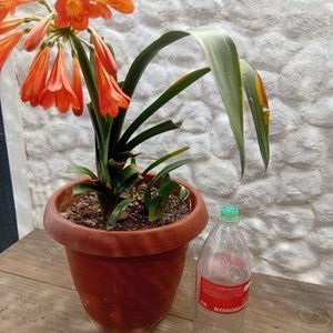 Clivia Naranja en Flor con Maceta de 2 Litros - imagen 7