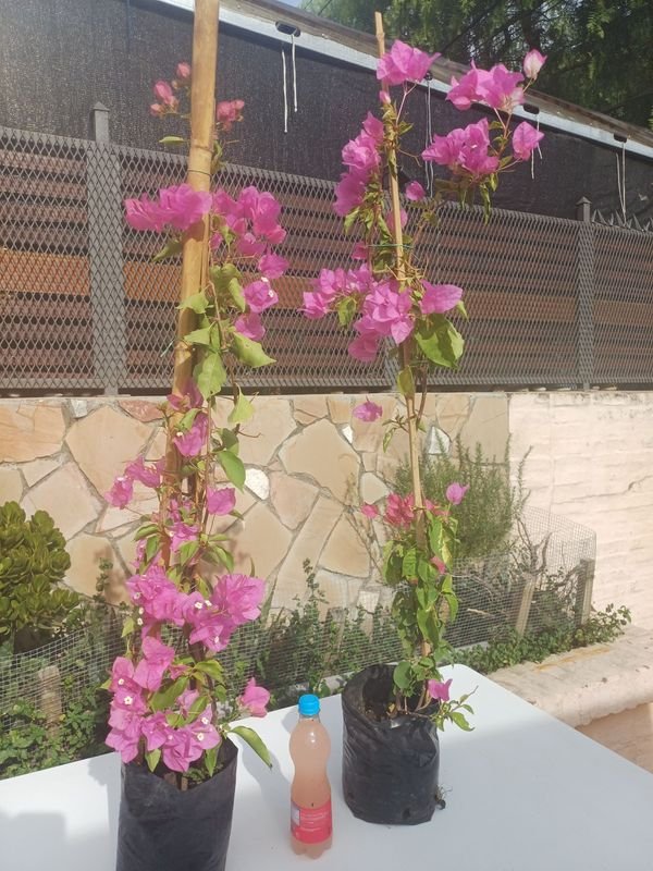 Item 929904 - Image 2