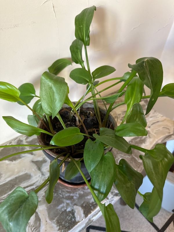 Planta Espatifilo en Venta - imagen 2