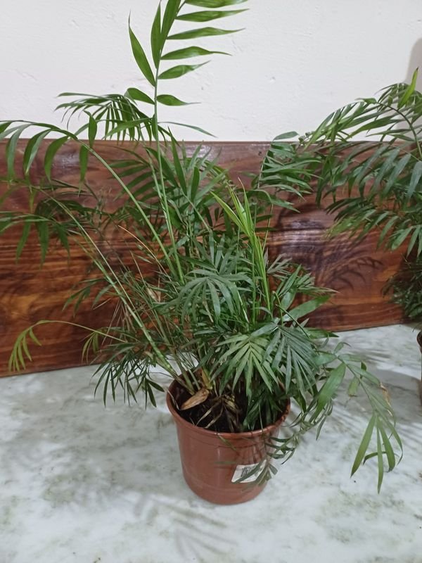 Item 848685 - Image 2