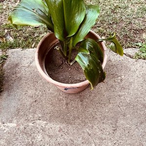 Planta Aspidistra en Maceta - imagen 2
