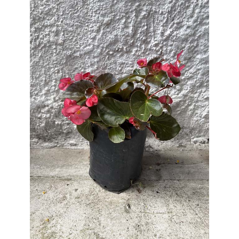 Item 2113568 - Image 0