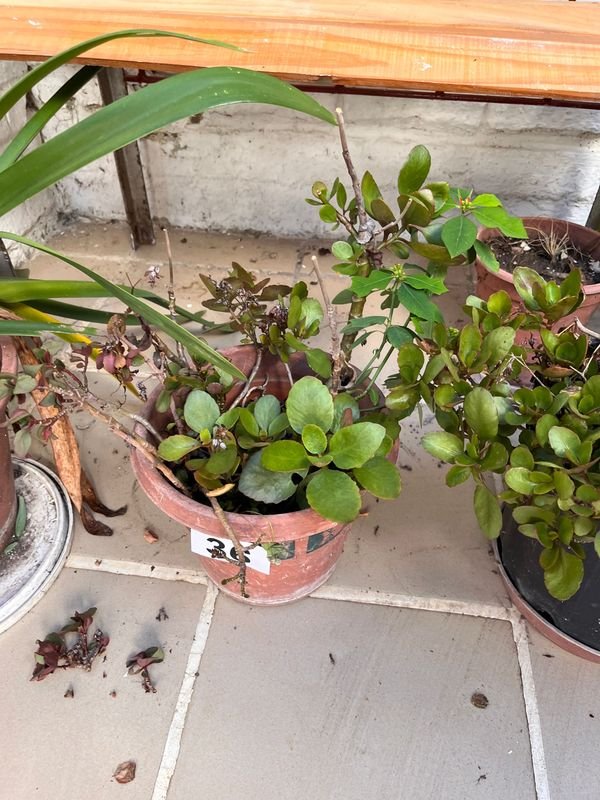 Item 921729 - Image 2