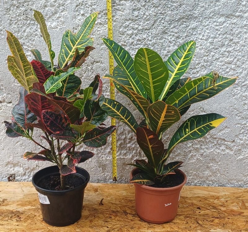 Item 929874 - Image 1