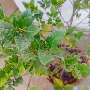 Jazmín del Cabo Injertado con Pimpollos - Planta Ornamental - imagen 6