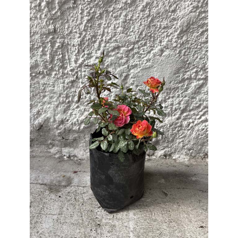 Item 2113583 - Image 0