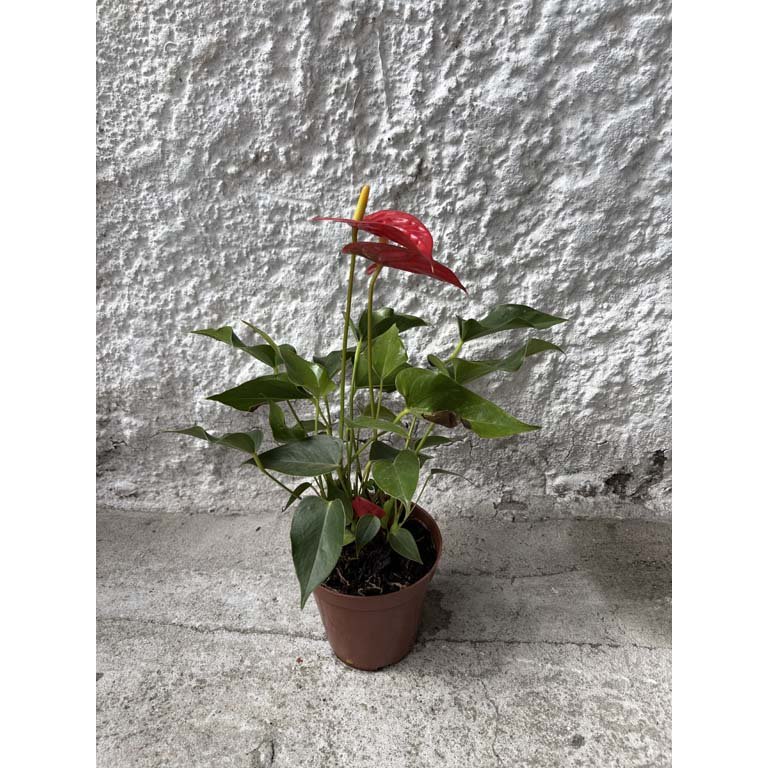 Item 2113604 - Image 0