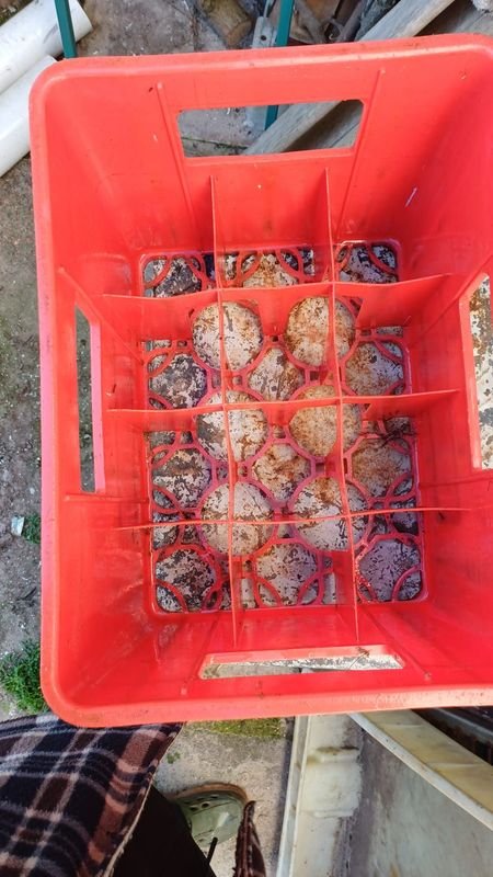 Cajón Plástico Rojo Norteña para Botellas