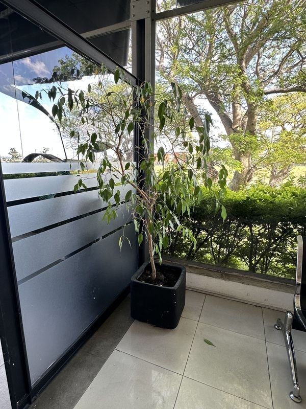 Maceta con árbol limonero para jardín - imagen 1