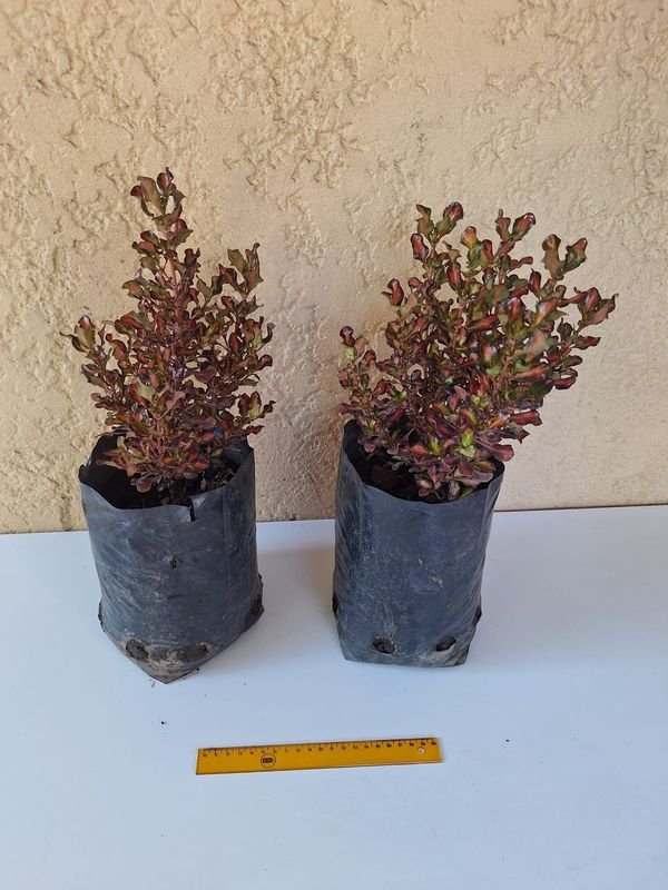 Item 870187 - Image 3