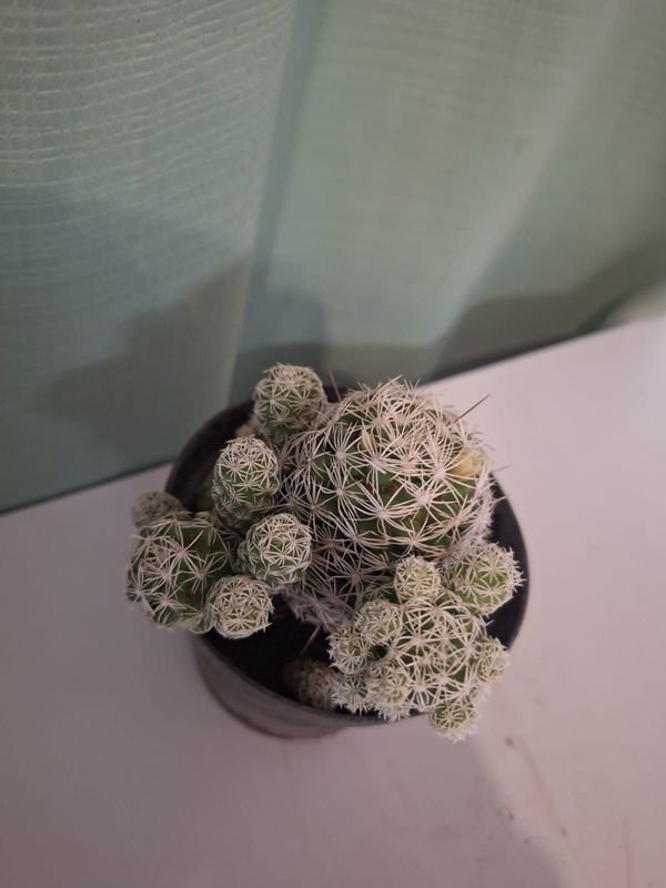 Item 848682 - Image 5