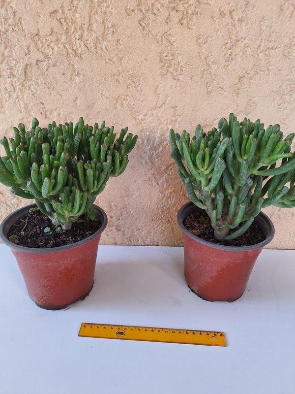 Item 870086 - Image 3