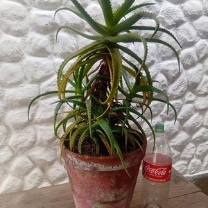 Planta Suculenta Aloe Arborecens Grande en Maceta Decorativa - imagen 6