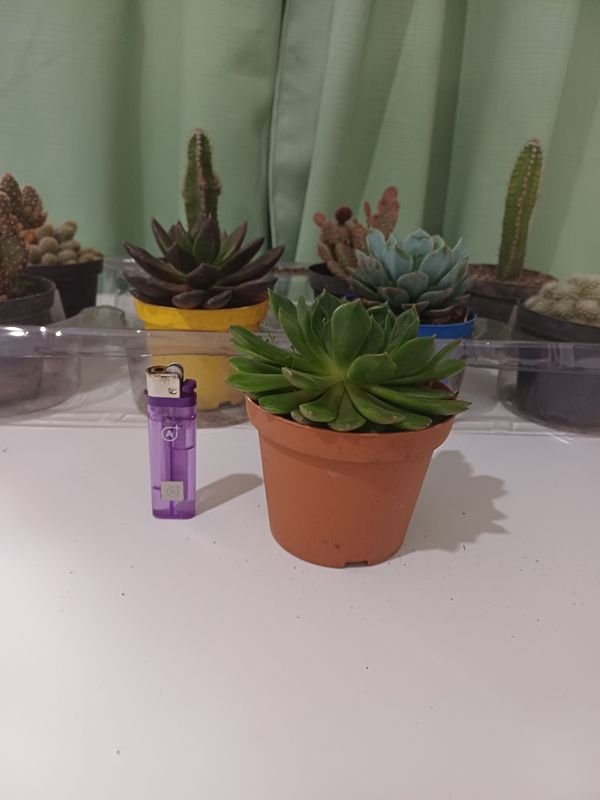 Item 852650 - Image 1