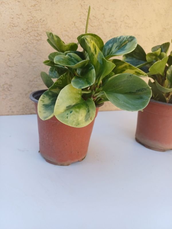 Peperomia en macetas - imagen 6