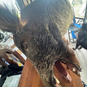 Cabeza de Jabalí Embalsamada Grande Real con Colgante - imagen 3