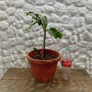 Planta Epiphyllum "Ilusión de Novia" en Maceta con Botella de 2 Litros - imagen 8
