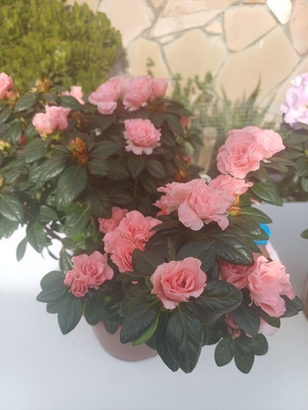 Item 929896 - Image 3