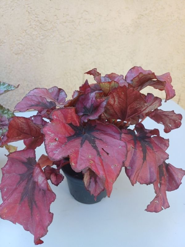 Begonias Rex en venta - Plantas exóticas y decorativas - imagen 2