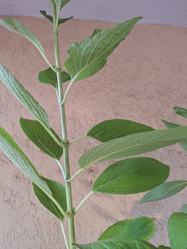 Item 870172 - Image 2