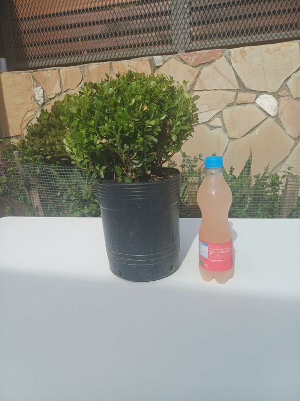 Item 929915 - Image 1