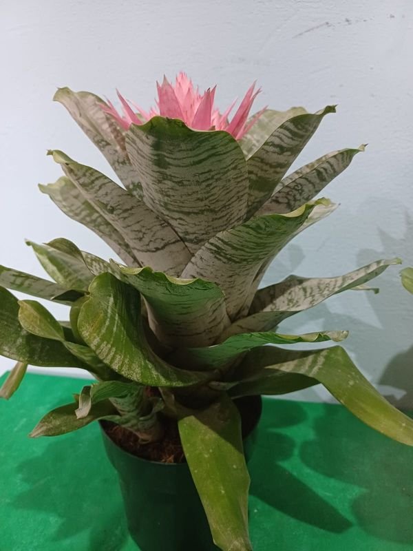 Item 901551 - Image 1