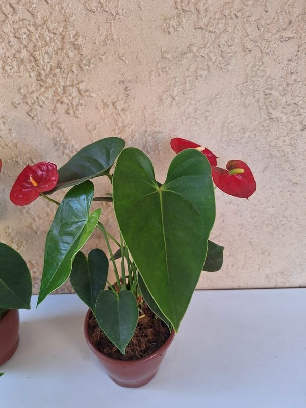 Item 870167 - Image 2