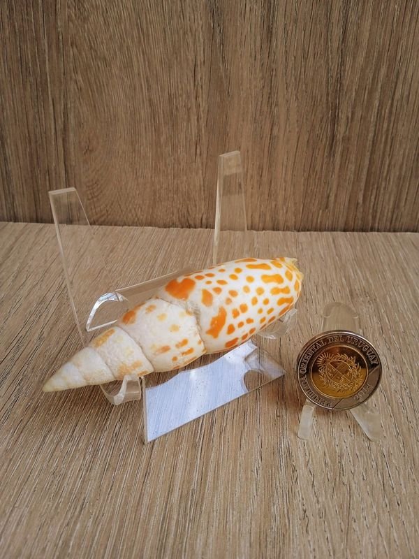 Item 884177 - Image 0