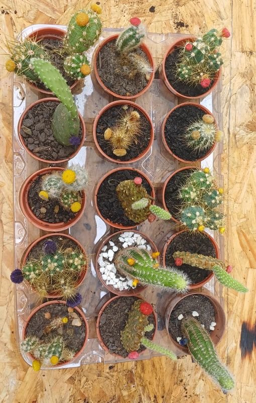 Item 929694 - Image 4