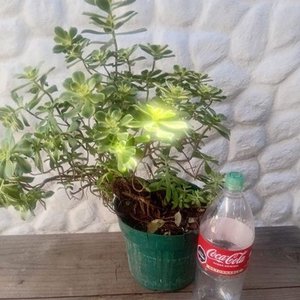 Aeonium Kiwi 'Dream Color' en Maceta Verde - Planta Suculenta - imagen 3