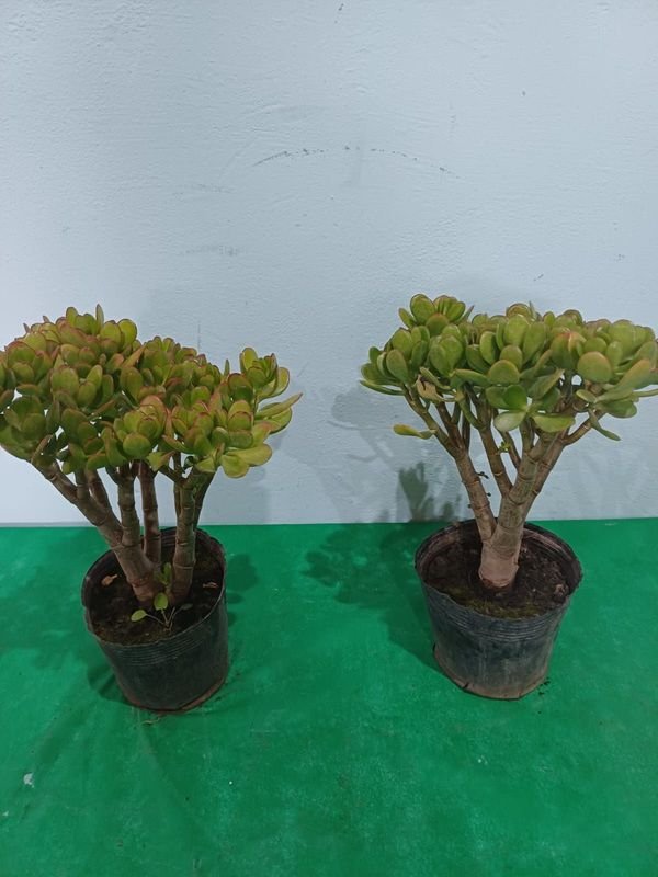 Item 852638 - Image 4