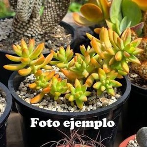 Sedum Dorado o Cobre - Planta Suculenta en Maceta de 2 Litros - imagen 4