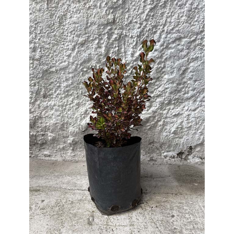 Item 2113596 - Image 0