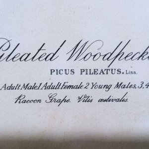 reproducción de la obra "Pileated Woodpecker" (Carpintero lomeado o carpintero negro americano) del naturalista y pintor John James Audubon, perteneciente a su célebre colección The Birds of America - imagen 2
