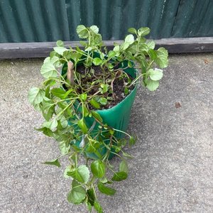 Lote anterior: Planta en Maceta Verde