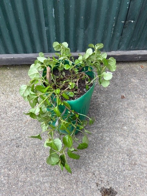 Planta en Maceta Verde