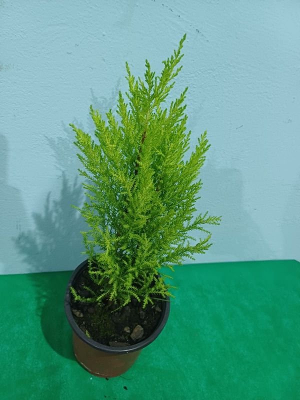 Item 848666 - Image 0