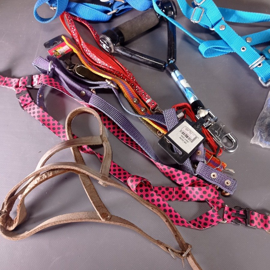 Correas y arneses para mascotas en diferentes tamaños y colores - imagen 4