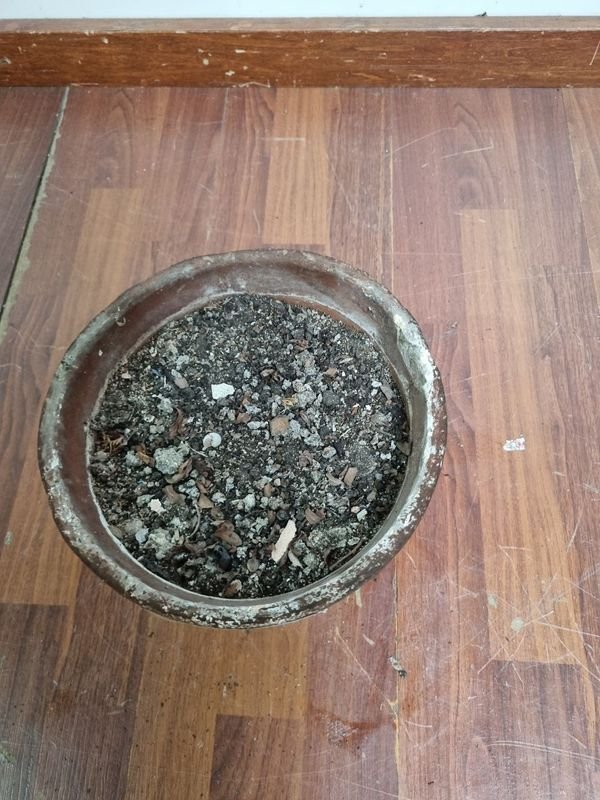 Maceta de barro en buen estado - imagen 4