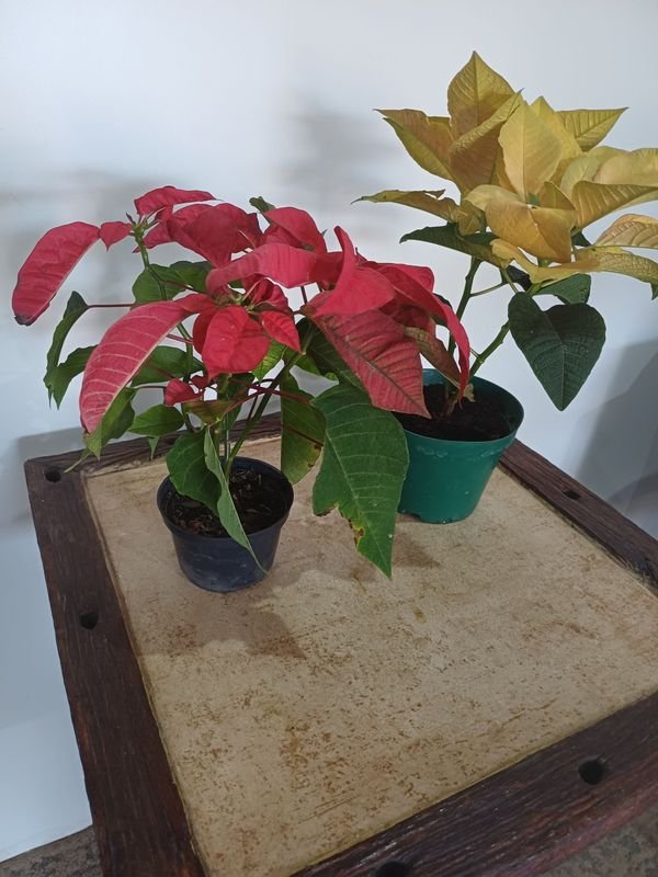 Item 852634 - Image 3