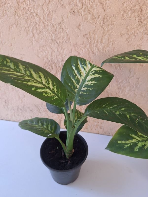 Item 870081 - Image 1