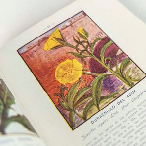 La Flora Argentina: Edición de Saint Hermanos (1922) - imagen 2