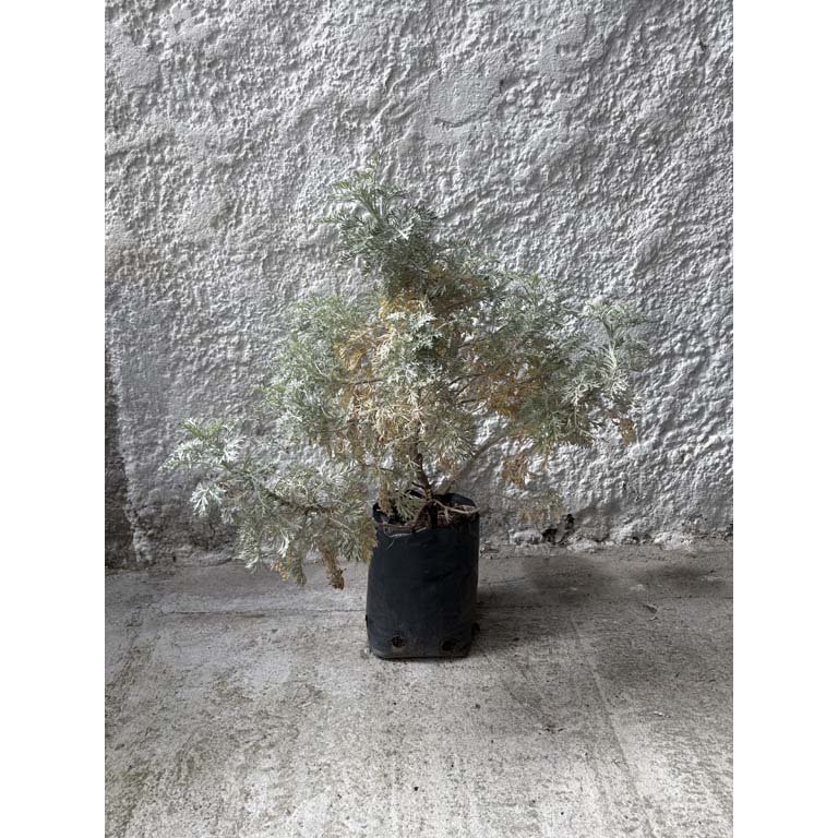 Item 2113598 - Image 0