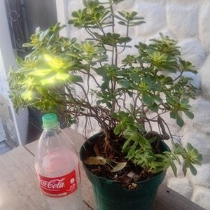 Aeonium Kiwi 'Dream Color' en Maceta Verde - Planta Suculenta - imagen 6