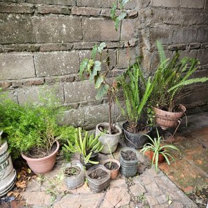 Lote de Plantas Varias en Macetas - imagen 3