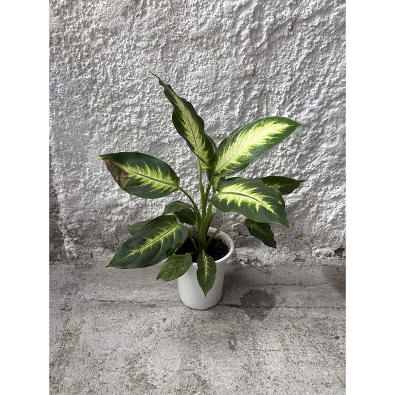 Item 2113601 - Image 0