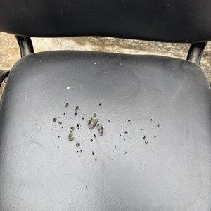 Par de Sillas de Oficina con Asiento y Respaldo de Pantazote Negro - imagen 5