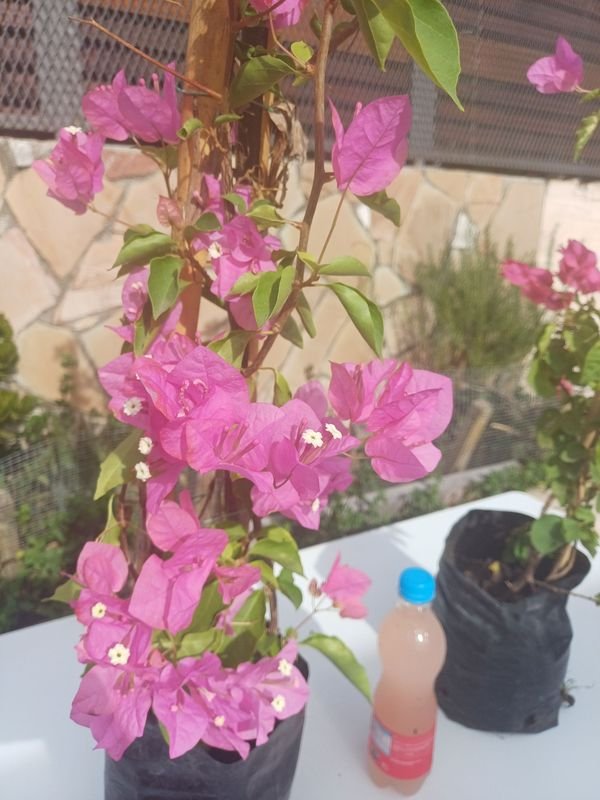 Item 929904 - Image 1