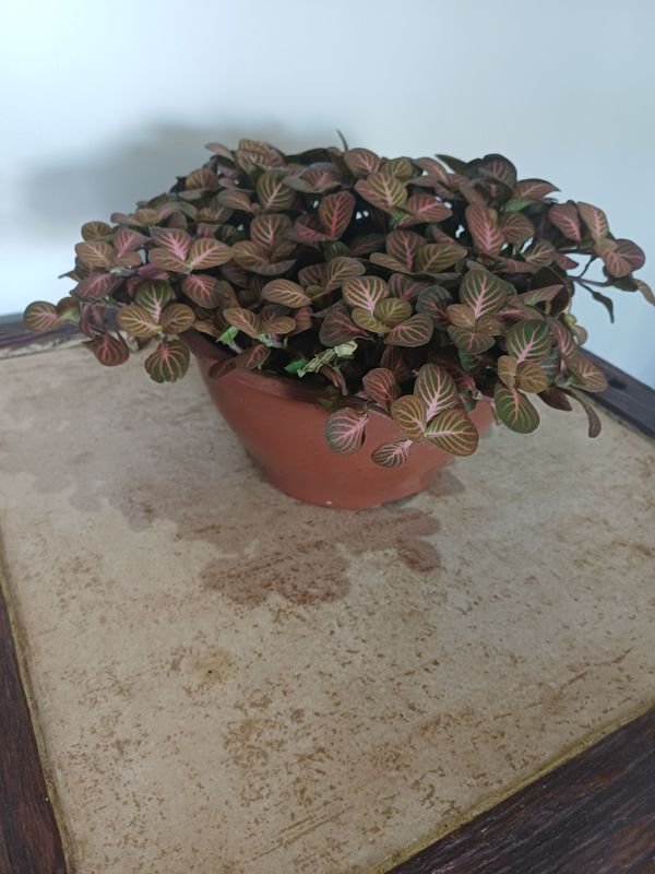 Item 852633 - Image 2