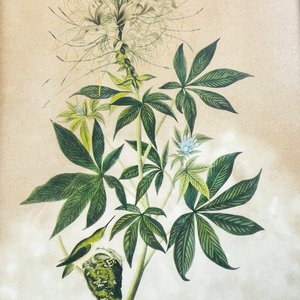 Par de Grabados Florales con Pájaros y Colibríes - imagen 2